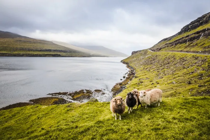 Un troupeau de moutons aux Îles Féroé, très emblématique de ce pays