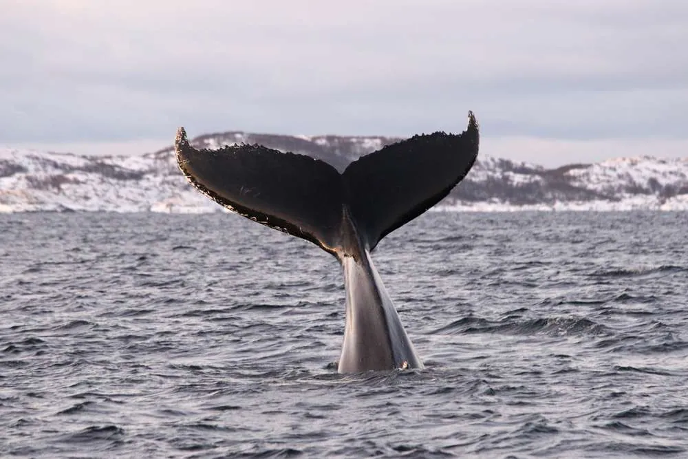 Une baleine à Tromsø
