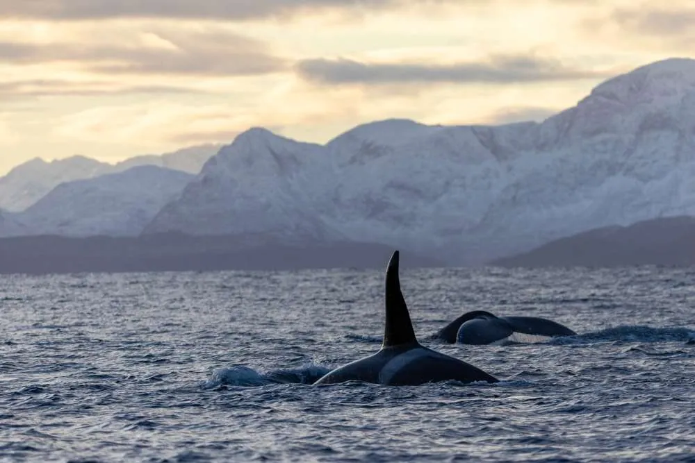 Les baleines à Tromsø