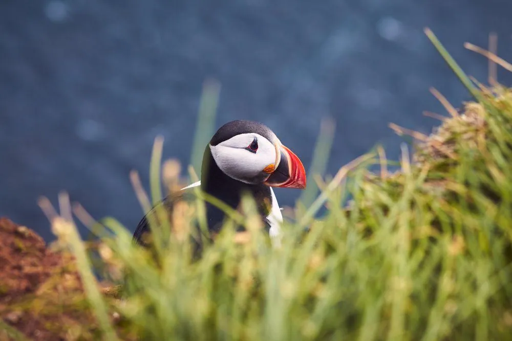 Papageientaucher in Norwegen