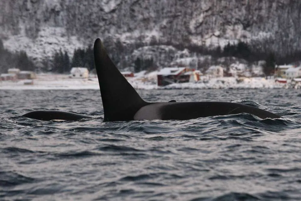 Une orque à Tromsø