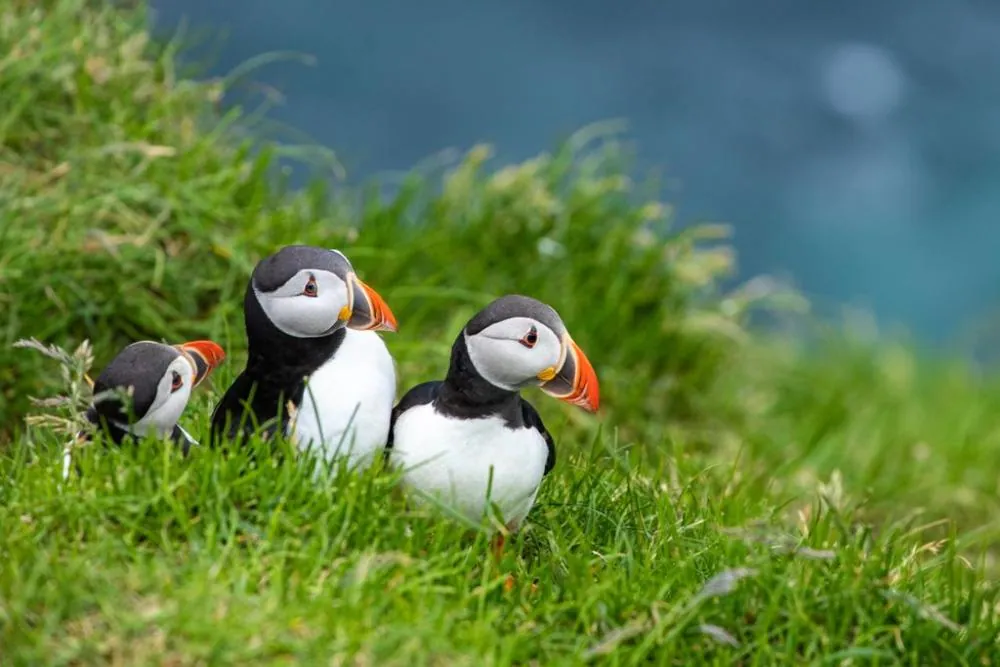 Die Vögel Norwegens: Auf der Suche nach unseren gefiederten Freunden