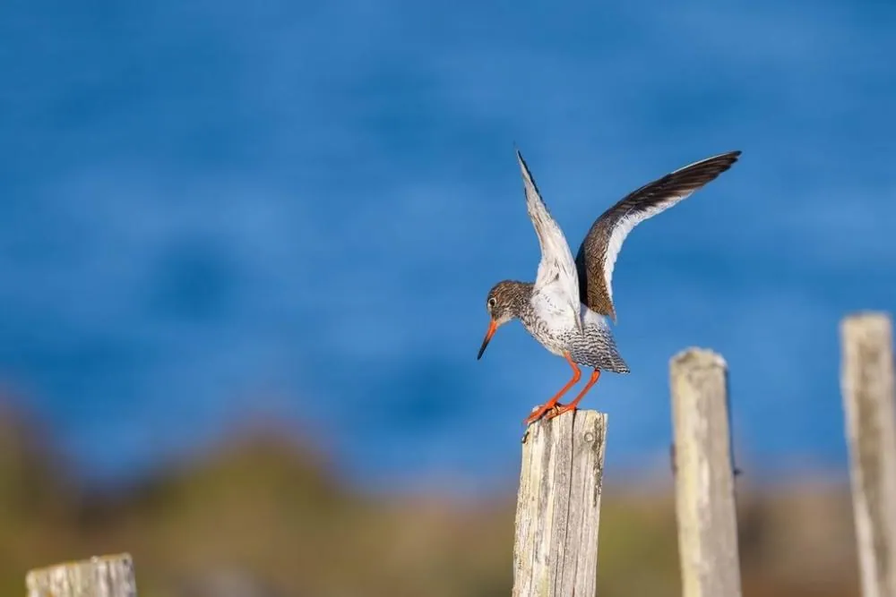 Birdwatching in Norvegia