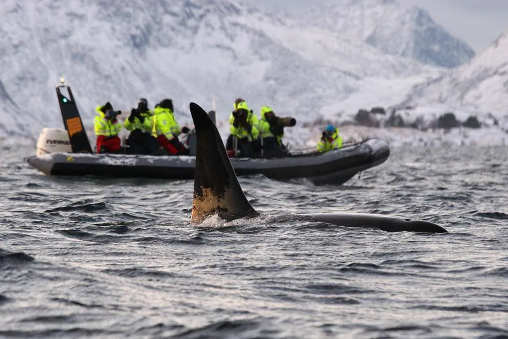 Observation des baleines à Tromsø : un voyage dans les eaux arctiques