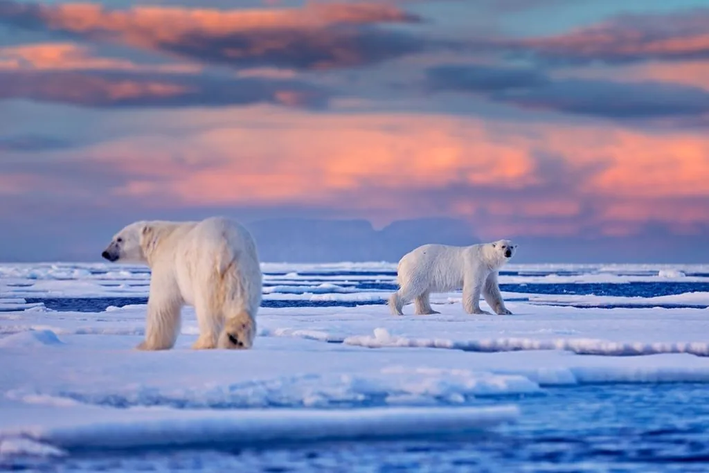 Orso polare alle Svalbard