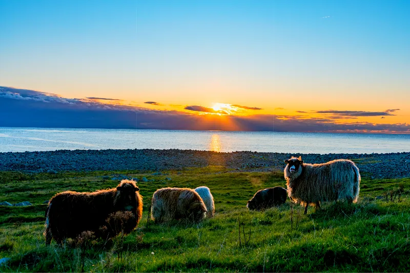 Des moutons au pelage épais au coucher du soleil à Jæren, dans le sud de la Norvège